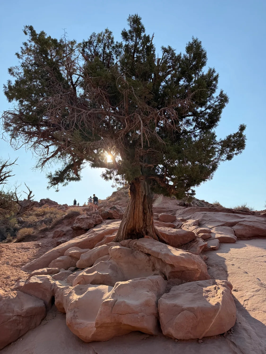 An old juniper tree growing out of slickrock with the sun burning through its branches