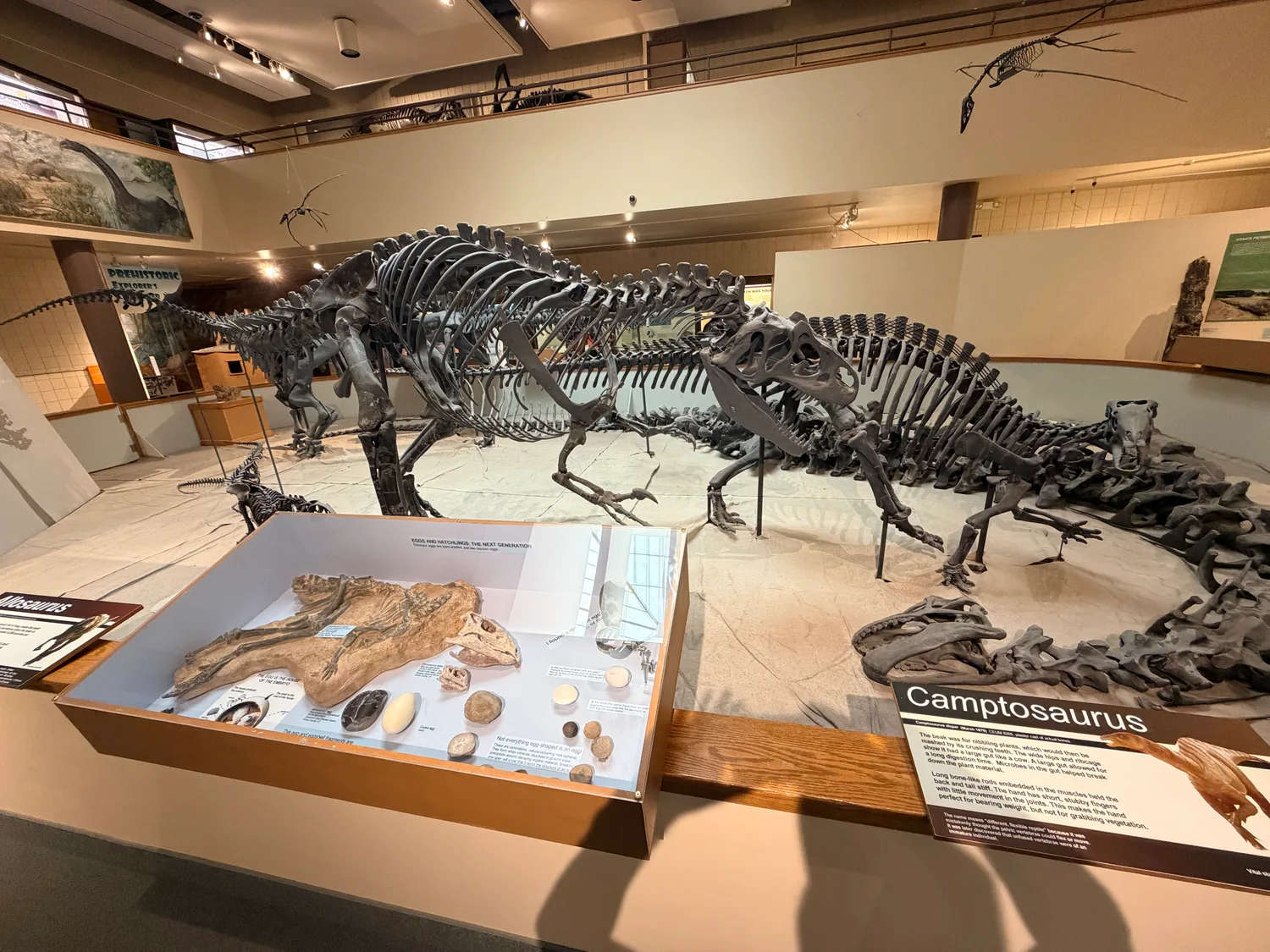 Dinosaur skeletons at the Prehistoric Museum in Price, Utah