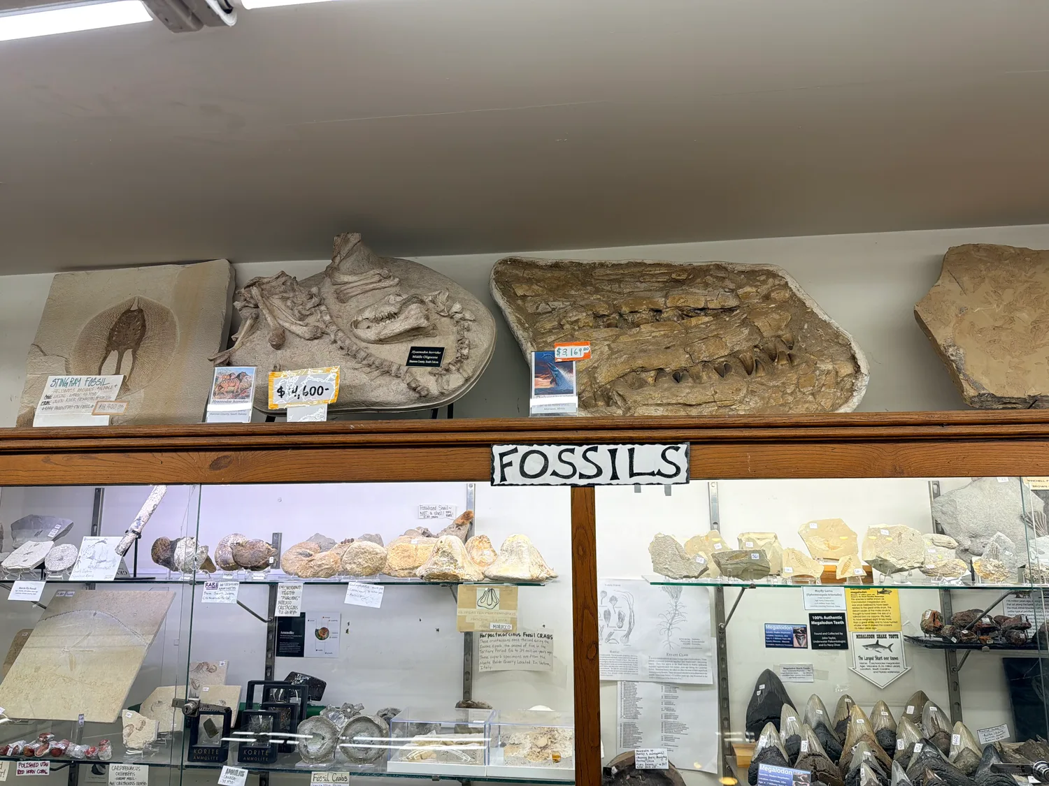 Fossil display shelf at a Moab rock shop with a mosasaur jaw, Hyaenodon skull and stingray fossil