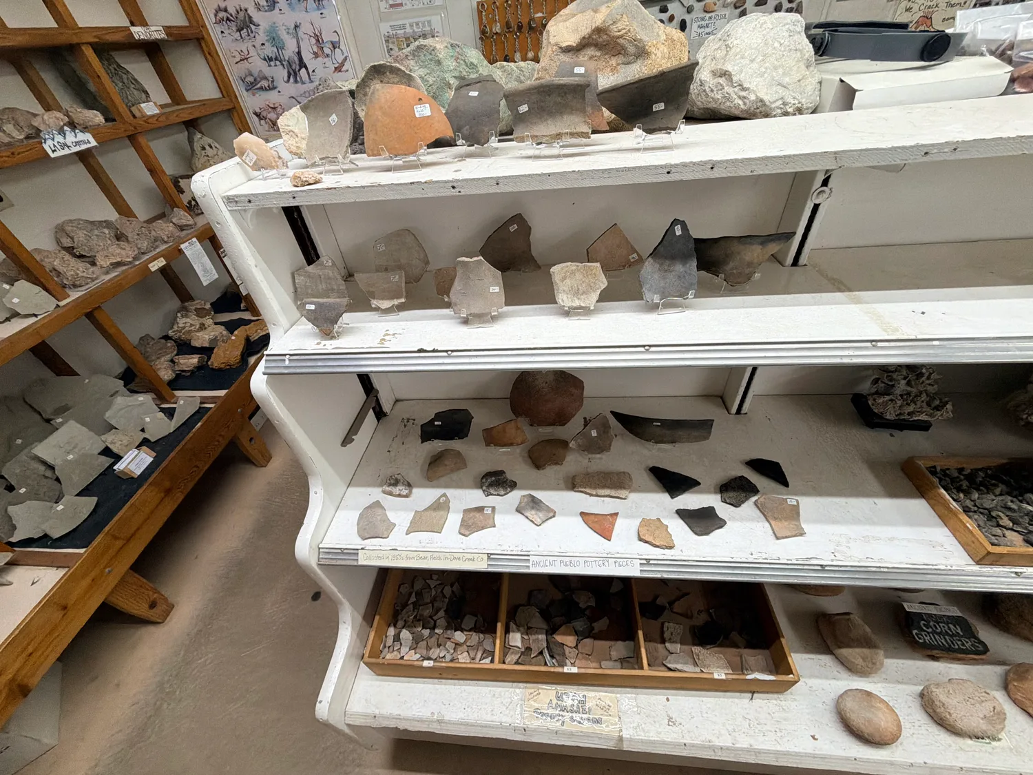 Trilobite fossils for sale in a glass case at a Moab rock shop